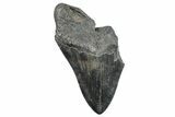 Partial Fossil Megalodon Tooth - Huge Tooth #272590-1